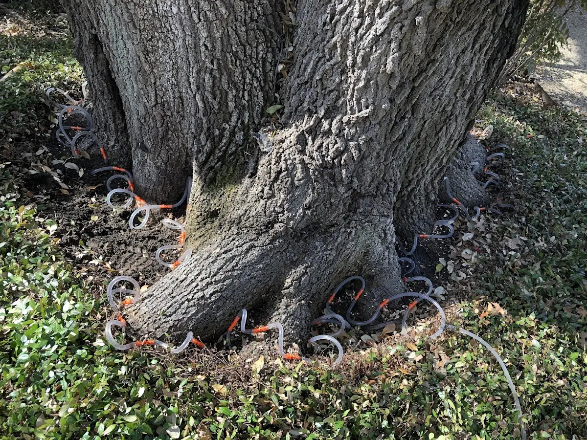 Detailed Tree Cabling and Bracing job site in Mc Intosh